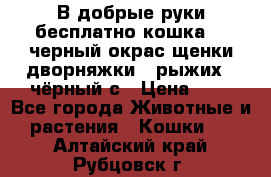 В добрые руки бесплатно,кошка,2.5черный окрас,щенки дворняжки,3 рыжих 1 чёрный,с › Цена ­ - - Все города Животные и растения » Кошки   . Алтайский край,Рубцовск г.